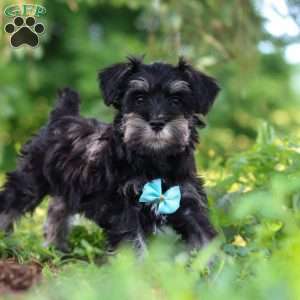 Hunter, Miniature Schnauzer Puppy